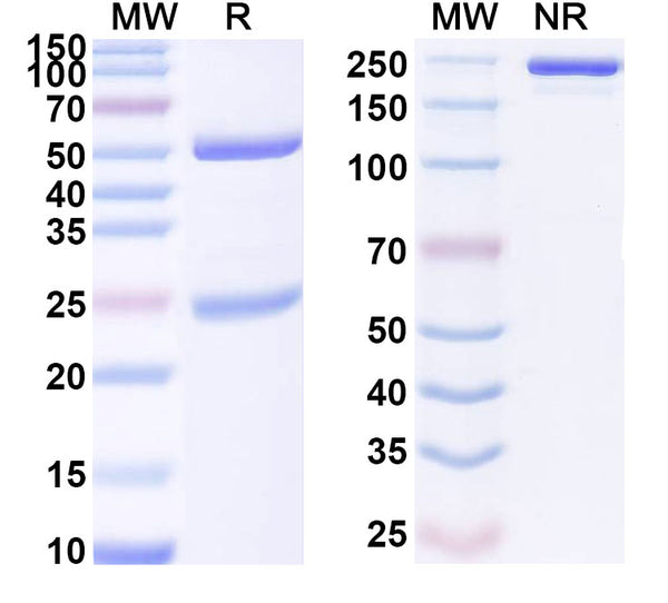SDS-PAGE for Anti-Mouse CXCL10/IP-10 Antibody (54).
