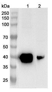 Western blot analysis was performed using anti-ASGR1 polyclonal antibody at 1ug/mL  on various samples.
Lane 1: Mouse liver lysate
Lane 2: Rat liver lysate