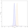 SDS-PAGE for Anti-Mouse MMP3 Antibody (CH01)