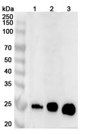 Western blot analysis was performed using anti-THY1 polyclonal antibody at 1ug/mL  on various samples.
Lane 1: NIH3T3 cell lysate
Lane 2: Mouse brain lysate
Lane 3: Rat brain lysate