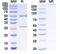 SDS-PAGE for Anti-Mouse Thy-1.2/CD90.2 Antibody (30-H12)