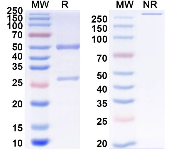 SDS-PAGE for Anti-Mouse Thy-1.2/CD90.2 Antibody (30-H12)