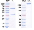 SDS-PAGE for Anti-Mouse CD90/THY1 Antibody (T24/31)