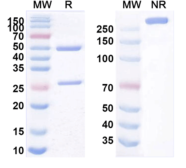 SDS-PAGE for Anti-Mouse CD90/THY1 Antibody (T24/31)