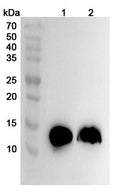 Western blot analysis was performed using anti-S100A9 polyclonal antibody at 1ug/mL on various samples.
Lane 1: Mouse spleen lysate
Lane 2: Rat spleen lysate