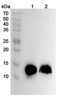 Western blot analysis was performed using anti-S100A9 polyclonal antibody at 1ug/mL on various samples.
Lane 1: Mouse spleen lysate
Lane 2: Rat spleen lysate