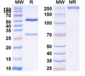 SDS-PAGE for Anti-Mouse CD37 Antibody (252-3#)