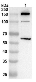 Western blot analysis was performed using anti-C4b polyclonal antibody at 1ug/mL on various samples.
Lane 1: HepG2 cell lysate