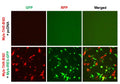 MYB Reporter Lentivirus – Figure 1 of 4