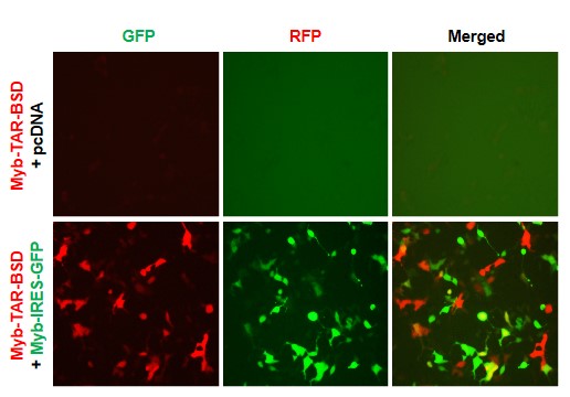 MYB Reporter Lentivirus – Figure 1 of 4