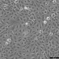 Mahlavu cell