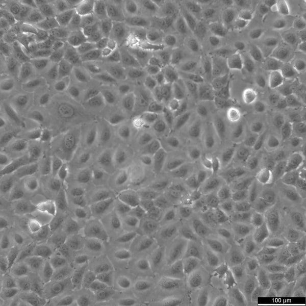 Mahlavu cell