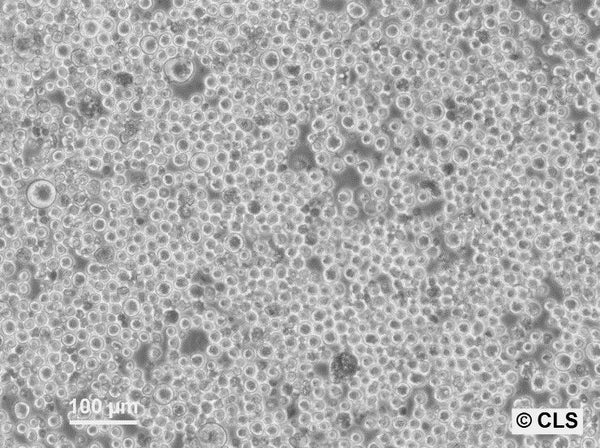 Meth A sarcoma cell