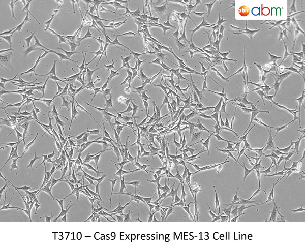 Cas9 Expressing MES-13 Cell Line | Applied Biological Materials (abm)