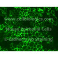 Immortalized GFP-Expressing Mouse Primary Esophageal Epithelial Cells product image