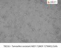 Tamoxifen-resistant MCF-7 (MCF-7/TAM1) Cells | Applied Biological Materials (abm)