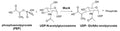 E. coli MurA Assay Kit Plus – Figure 1 of 1