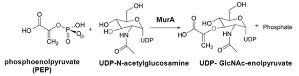 E. coli MurA Assay Kit Plus – Figure 1 of 1