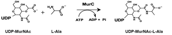 S. pneumoniae MurC Assay Kit Plus – Figure 1 of 1