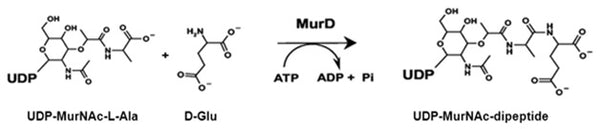 P. aeruginosa MurD Assay Kit Plus – Figure 1 of 1