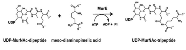 E. coli MurE Assay Kit Plus – Figure 1 of 1