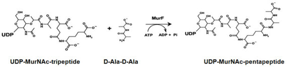 S. pneumoniae MurF Assay Kit Plus – Figure 1 of 1