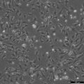 Mv.1.Lu cell