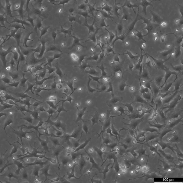 Mv.1.Lu cell