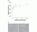 Native mouse NGF 2.5S protein (>95%)