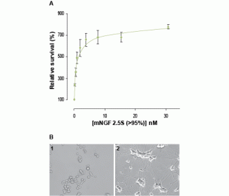 Native mouse NGF 2.5S protein (>95%)