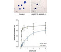 Native mouse NGF 7S protein