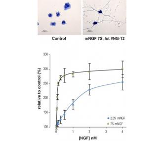 Native mouse NGF 7S protein