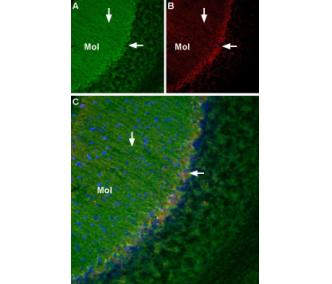 mouse NGF 2.5S-Biotin