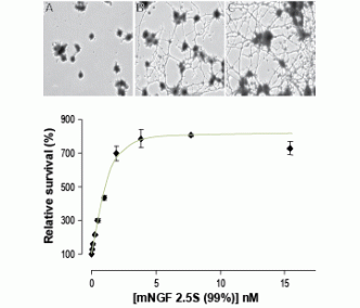 Native mouse NGF 2.5S protein (99%)