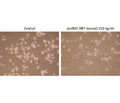Recombinant mouse proNGF protein
