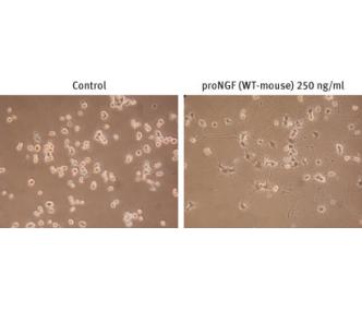 Recombinant mouse proNGF protein