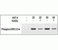 Recombinant human Neurotrophin-4 (NT-4) protein