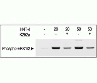 Recombinant human Neurotrophin-4 (NT-4) protein