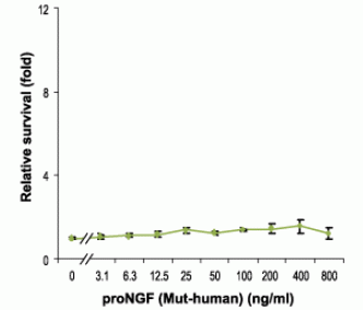 Recombinant human proNGF (cleavage resistant) protein