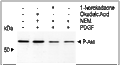 Okadaic Acid (sodium salt) – Figure 1 of 3