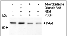 1-Norokadaone – Figure 1 of 2