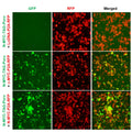 N-MYC Reporter Lentivirus – Figure 1