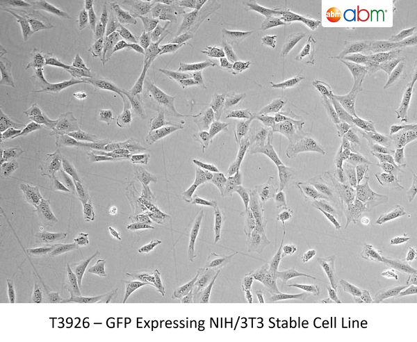 GFP Expressing  NIH/3T3 Stable Cell Line | Applied Biological Materials (abm)