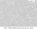 TGFBR3 CRISPR Knockout CHO Cell Line - BR105 | Applied Biological Materials (abm)