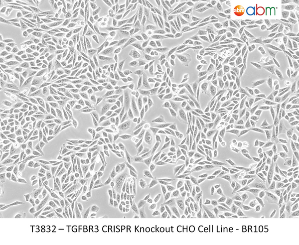 TGFBR3 CRISPR Knockout CHO Cell Line - BR105 | Applied Biological Materials (abm)