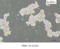 PC-12 Cells – Figure 1 of 1
