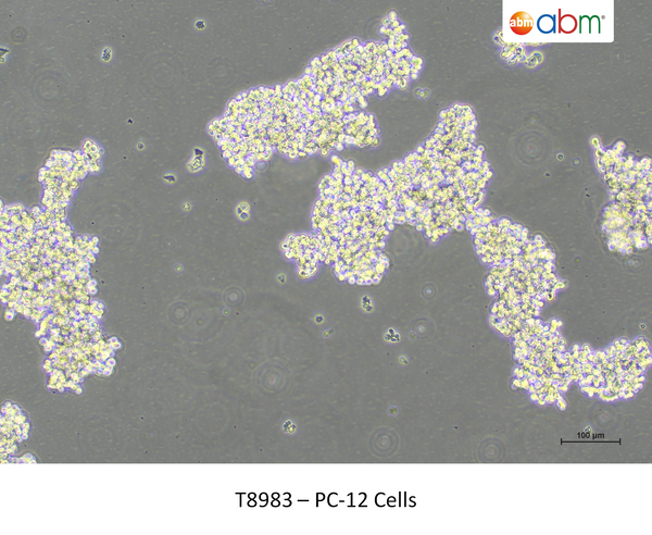 PC-12 Cells – Figure 1 of 1