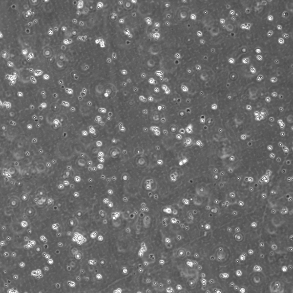 Nalm-6 cell – Figure 1 of 1
