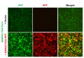 NANOG Reporter Lentivirus – Figure 1 of 8
