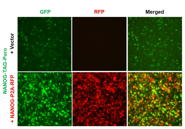 NANOG Reporter Lentivirus – Figure 1 of 8
